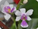 Phal. New Horizon